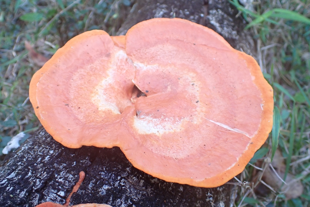 Trametes sanguinea · June 2025 · photo: © claire_grace83 (iNaturalist, cc-by)