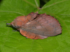 Gastropacha quercifolia