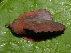 Gastropacha quercifolia