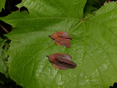 Gastropacha quercifolia