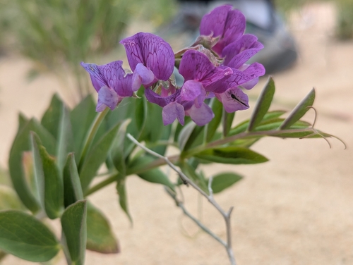 seaside pea