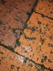 Lumbricus terrestris