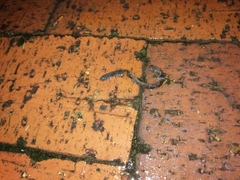 Lumbricus terrestris