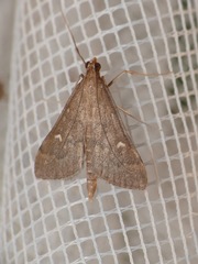 Dolicharthria punctalis