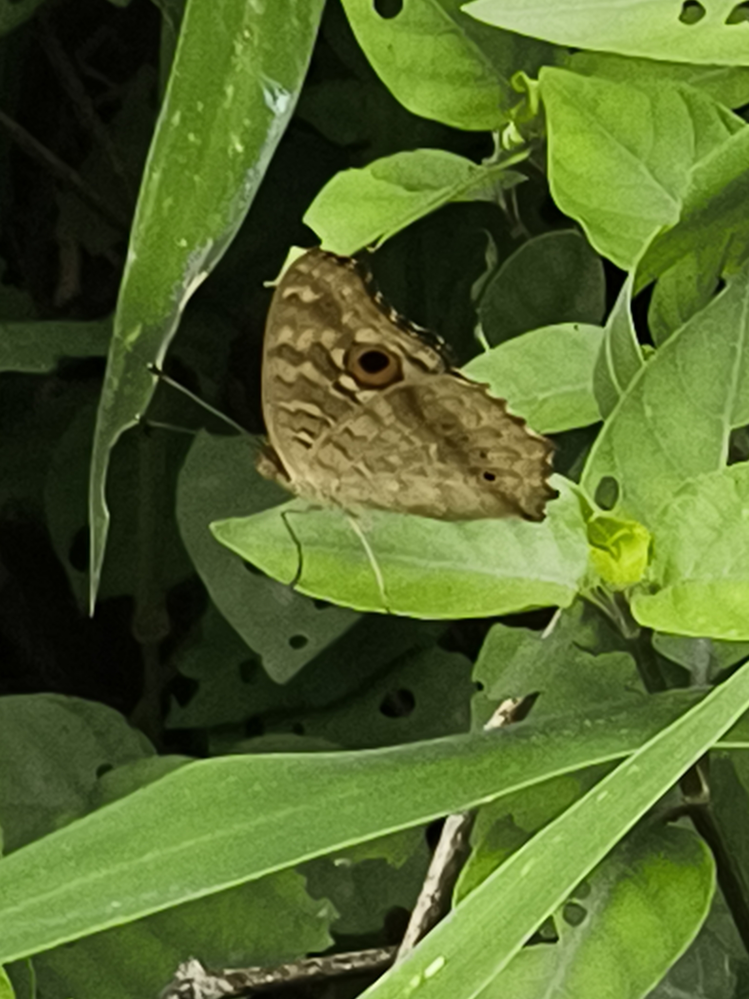 Lemon Pansy