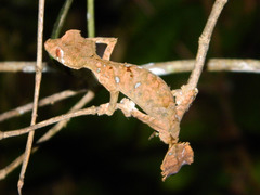 Uroplatus phantasticus