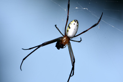 Leucauge taiwanica