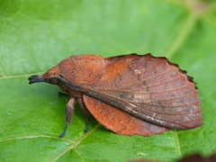 Gastropacha quercifolia