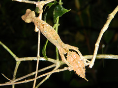 Uroplatus phantasticus