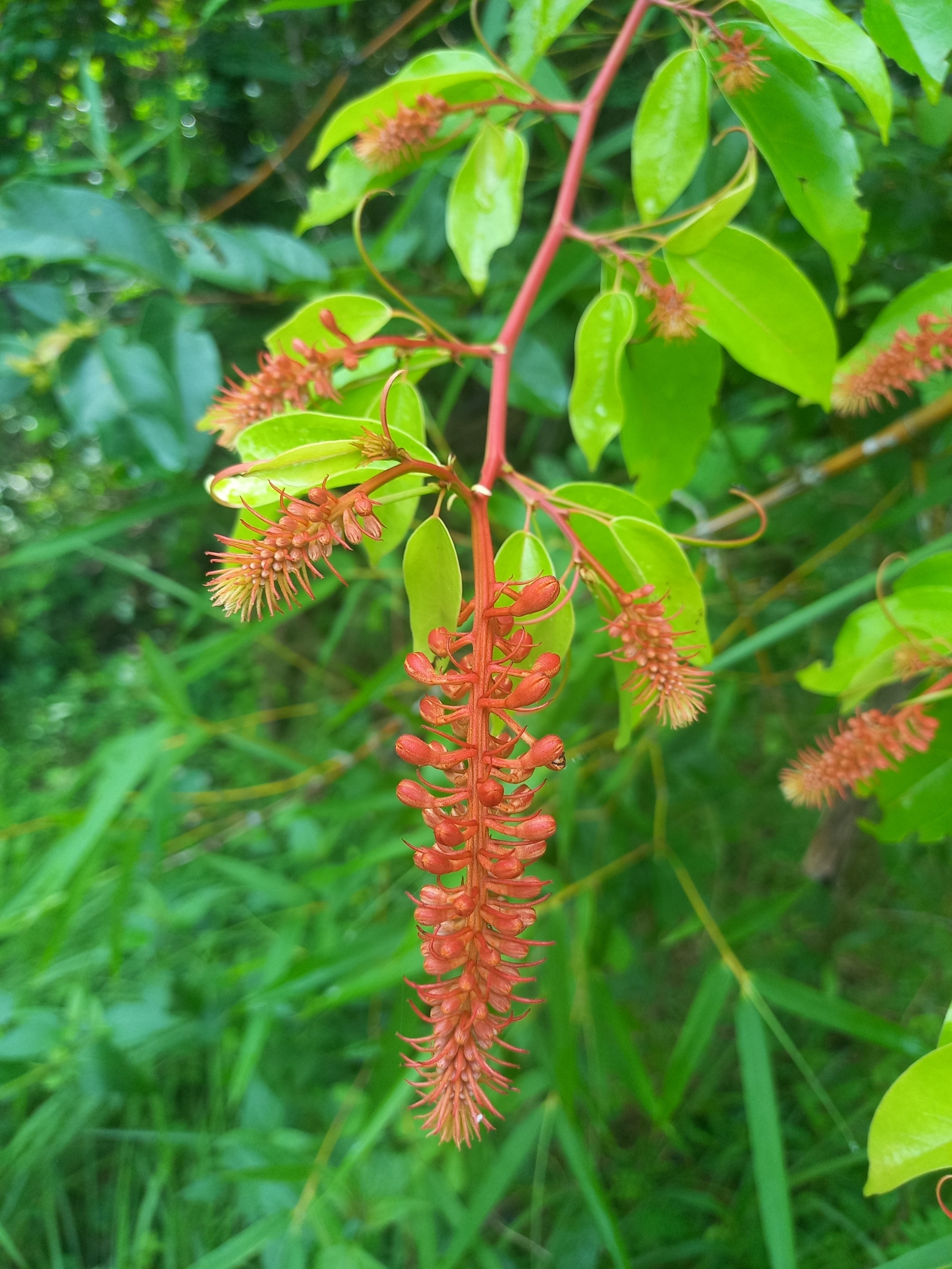 Phanera cardinalis — ảnh 2