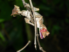 Uroplatus phantasticus