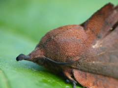 Gastropacha quercifolia