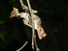 Uroplatus phantasticus