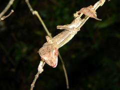 Uroplatus phantasticus