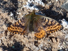 Boloria polaris