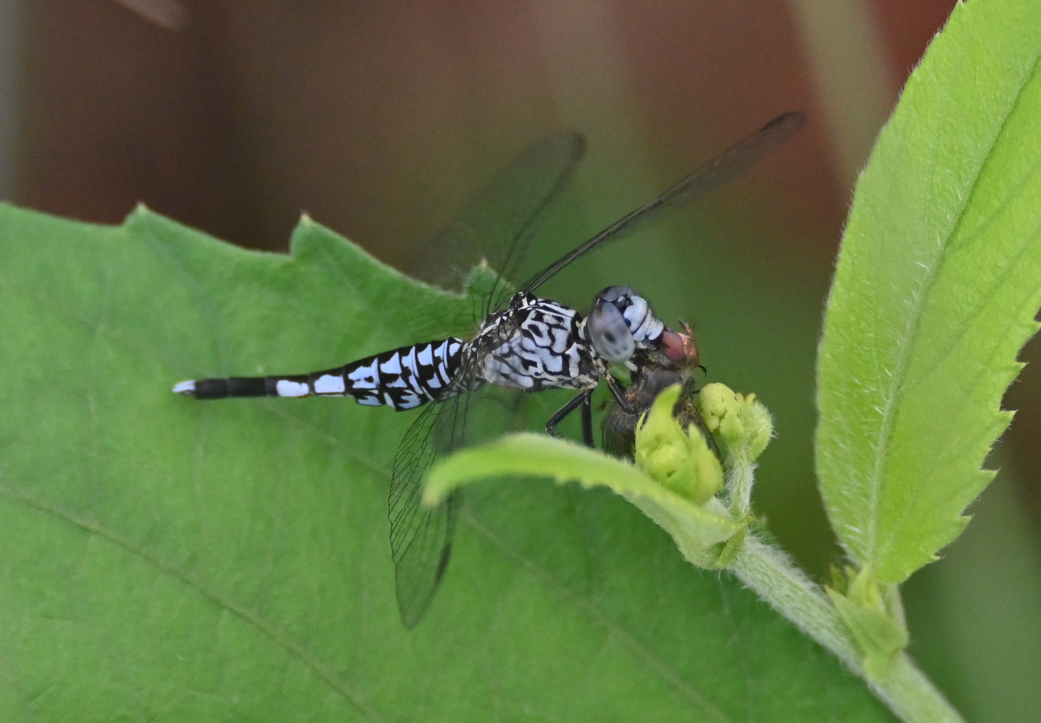 Trumpet-Tail