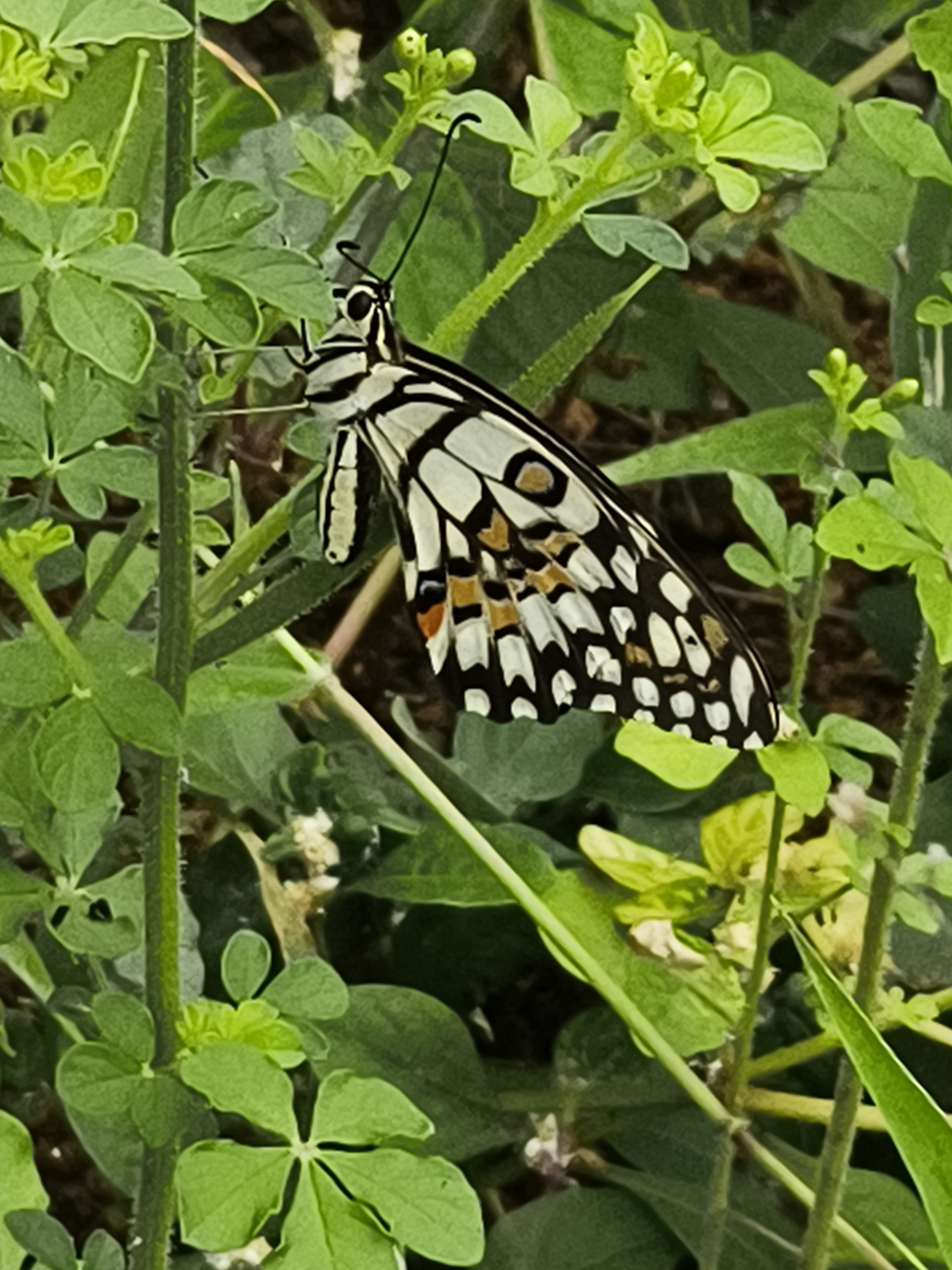 Lime Swallowtail