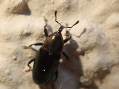 Baridina