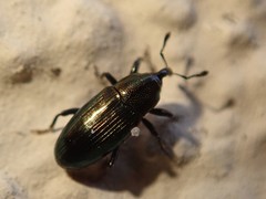 Baridina