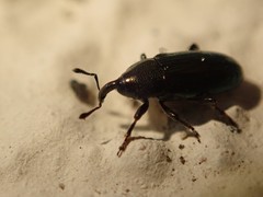 Baridina