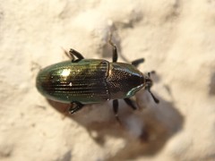 Baridina