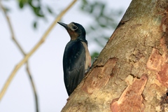 Melanerpes portoricensis