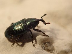 Baridina