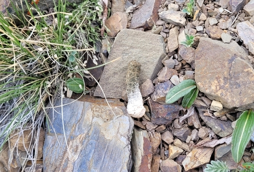 Altai Snowcock (Tetraogallus altaicus)