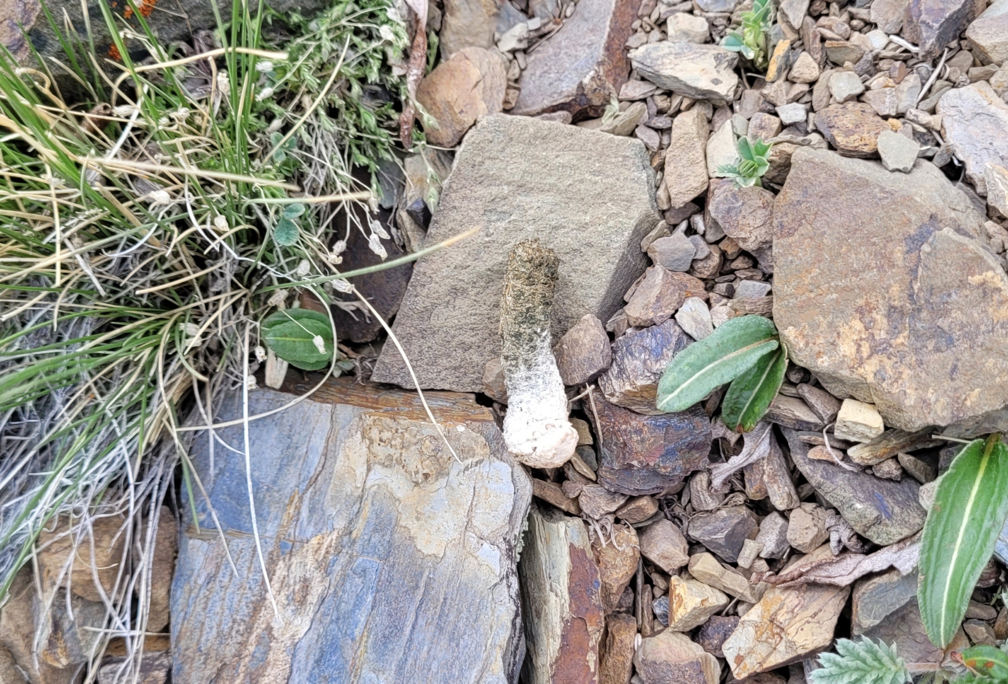 Altai Snowcock (Tetraogallus altaicus), photo 1