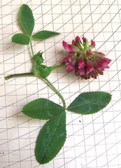 Trifolium reflexum
