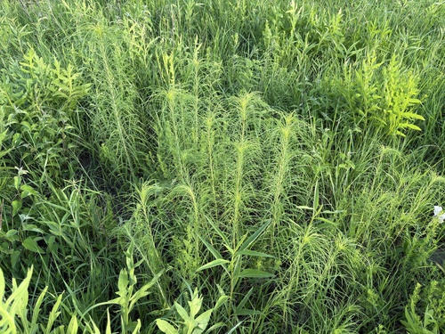 Willowleaf Sunflower (Helianthus salicifolius)