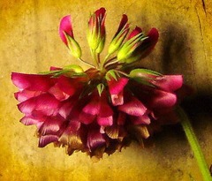 Trifolium reflexum