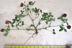 Trifolium reflexum
