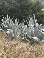 Agave americana