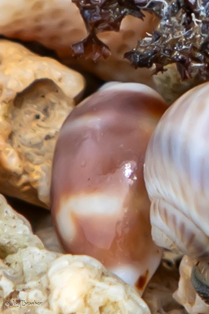 Cowrie