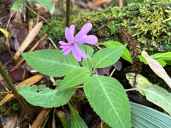 (c) 黃美滿, some rights reserved (CC BY) Impatiens kinabaluensis, photograph (c) 黃美滿, some rights reserved (CC BY)