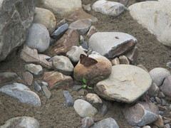 Seseria formosana