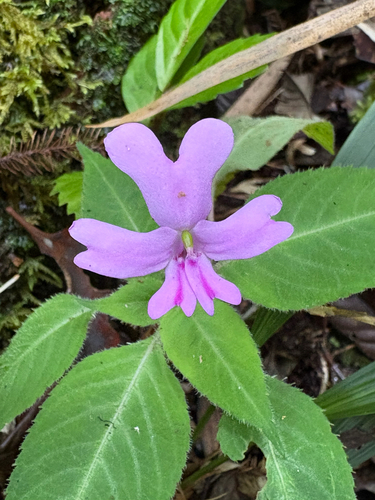 Impatiens kinabaluensis, photograph 6
