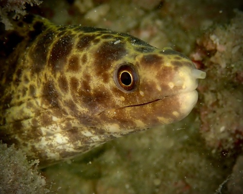 Reeves murene (Gymnothorax reevesii) — Muraenidae — 4