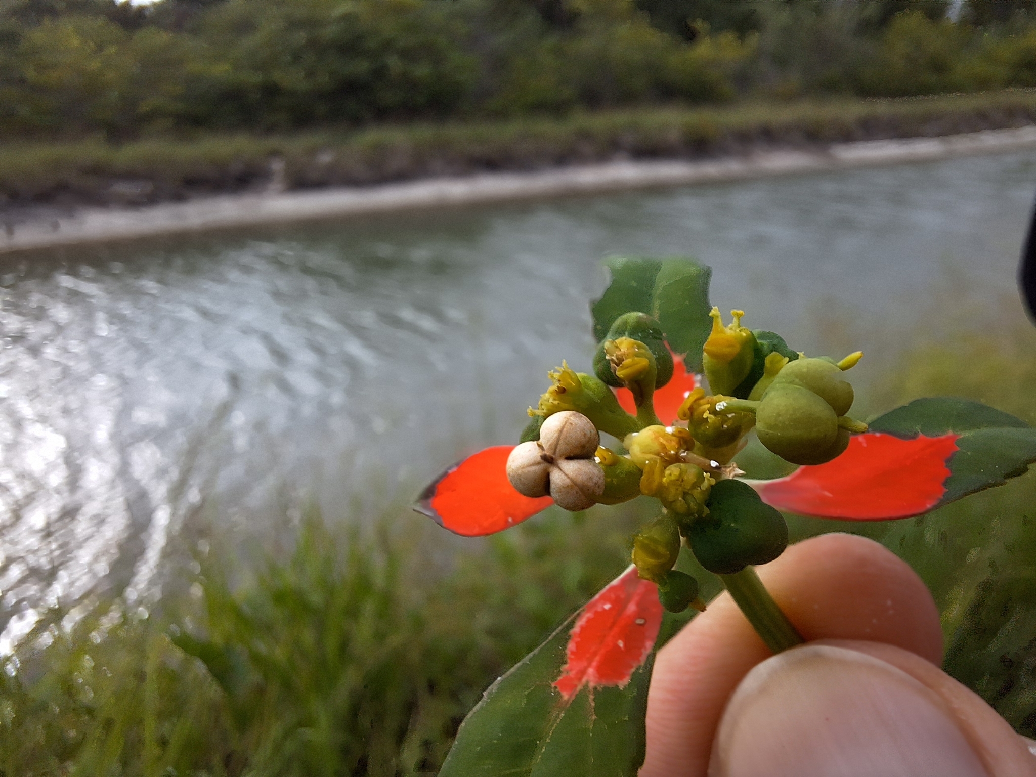 Euphorbia cyathophora