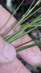 Carex banksii (Carex banksiana)