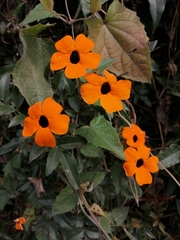 Thunbergia alata