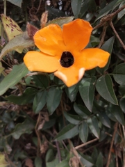 Thunbergia alata