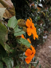 Thunbergia alata