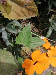 Thunbergia alata