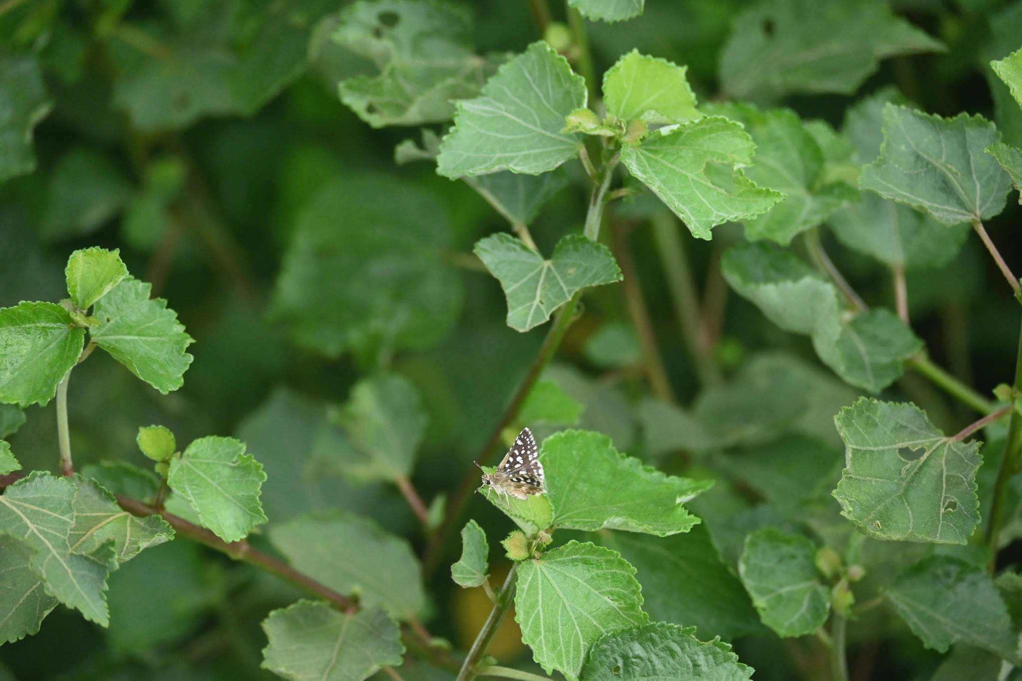 Asian Grizzled Skipper