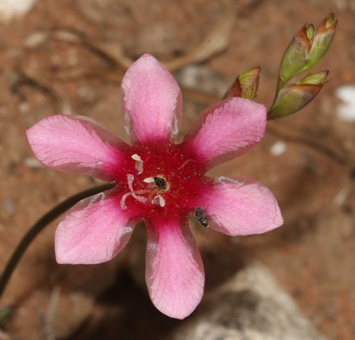 Tritonia squalida · iNaturalist