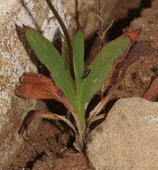 Tritonia squalida