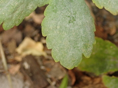 Erysiphe macleayae