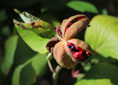 Paeonia mascula